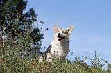 CORGI PEMBROKE 343